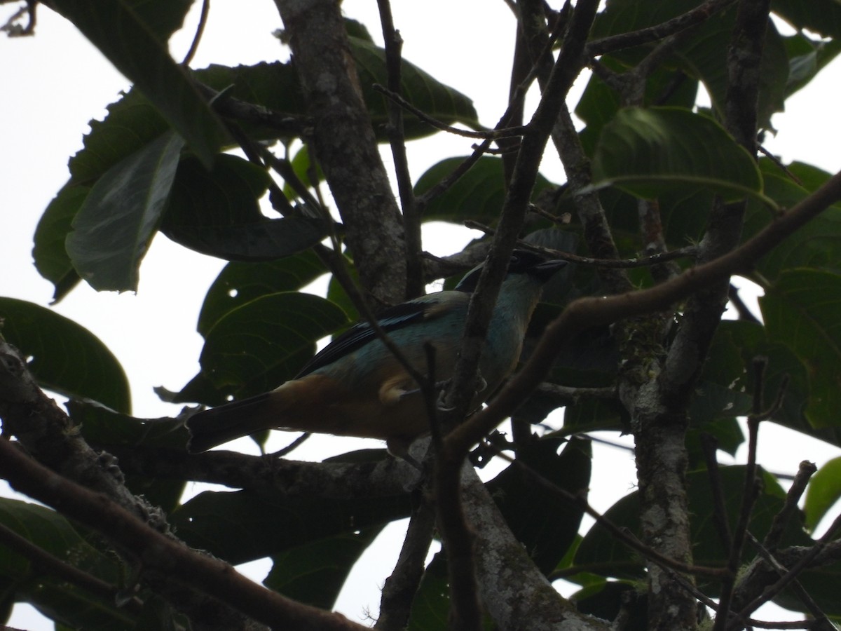 Blue-browed Tanager - ML609737042