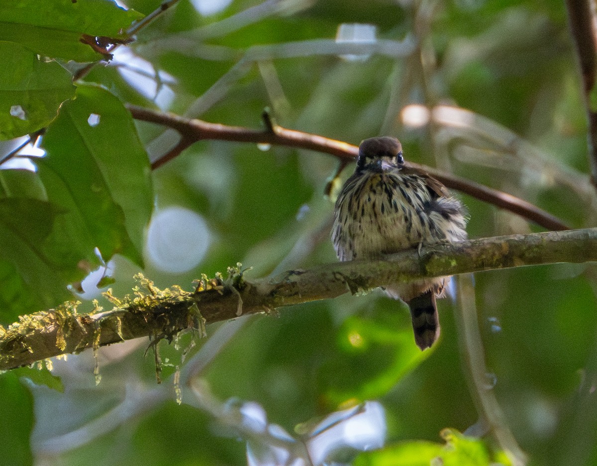Lanceolated Monklet - ML609737240