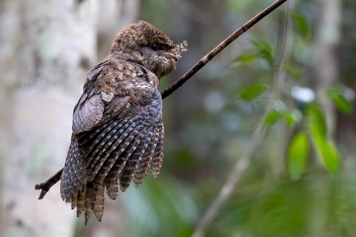 Marbled Frogmouth - Felix Watson
