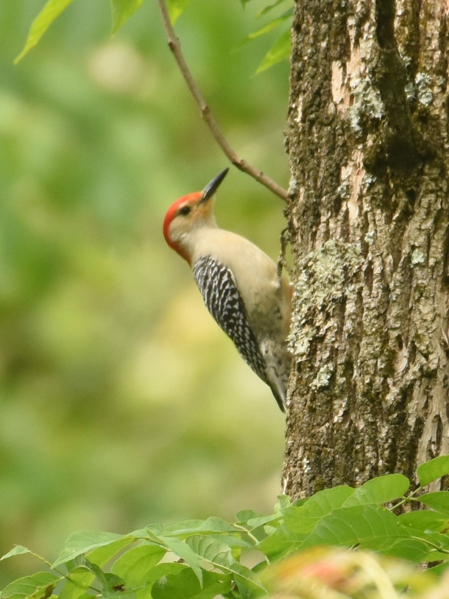 Red-bellied Woodpecker - ML609737339