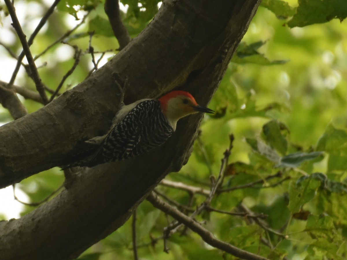 Red-bellied Woodpecker - ML609737340