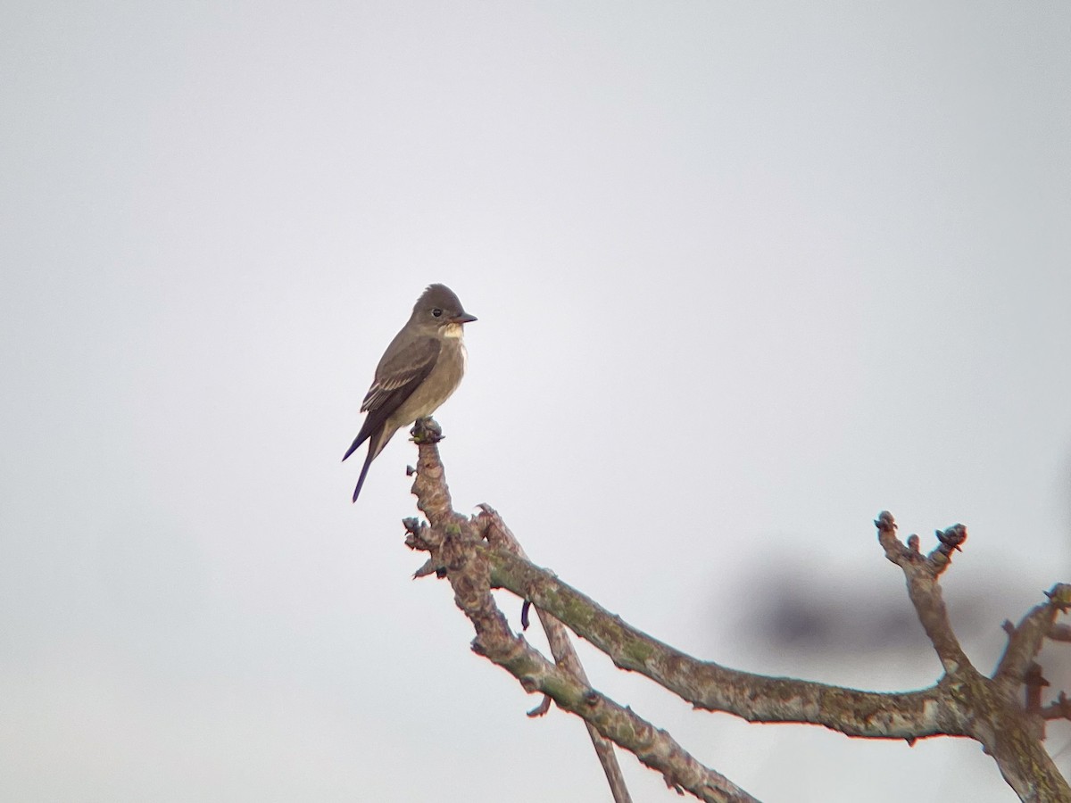 Olive-sided Flycatcher - ML609737501