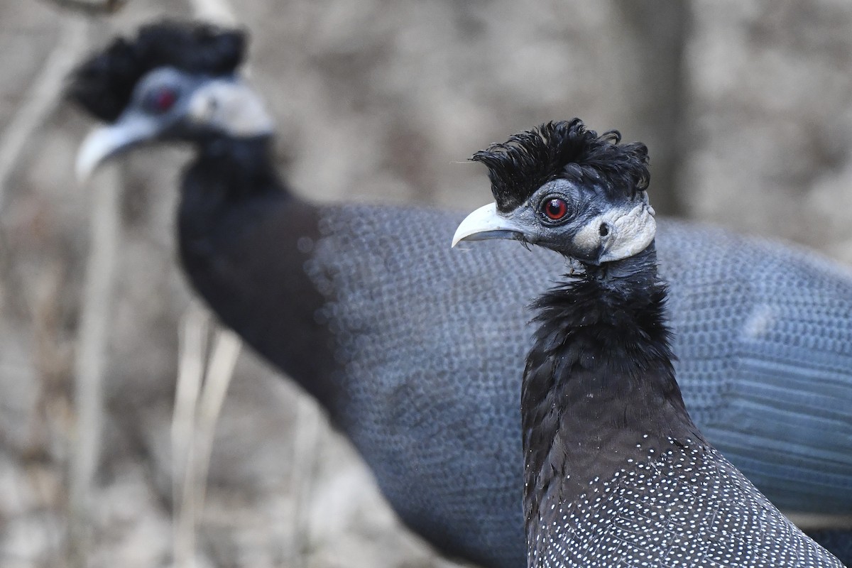 Southern Crested Guineafowl - ML609737858
