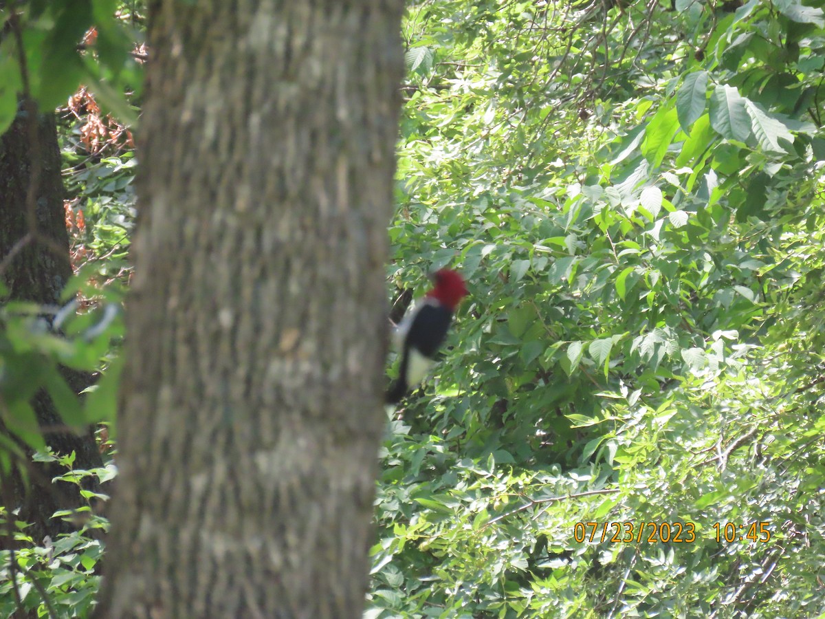 Red-headed Woodpecker - ML609738233