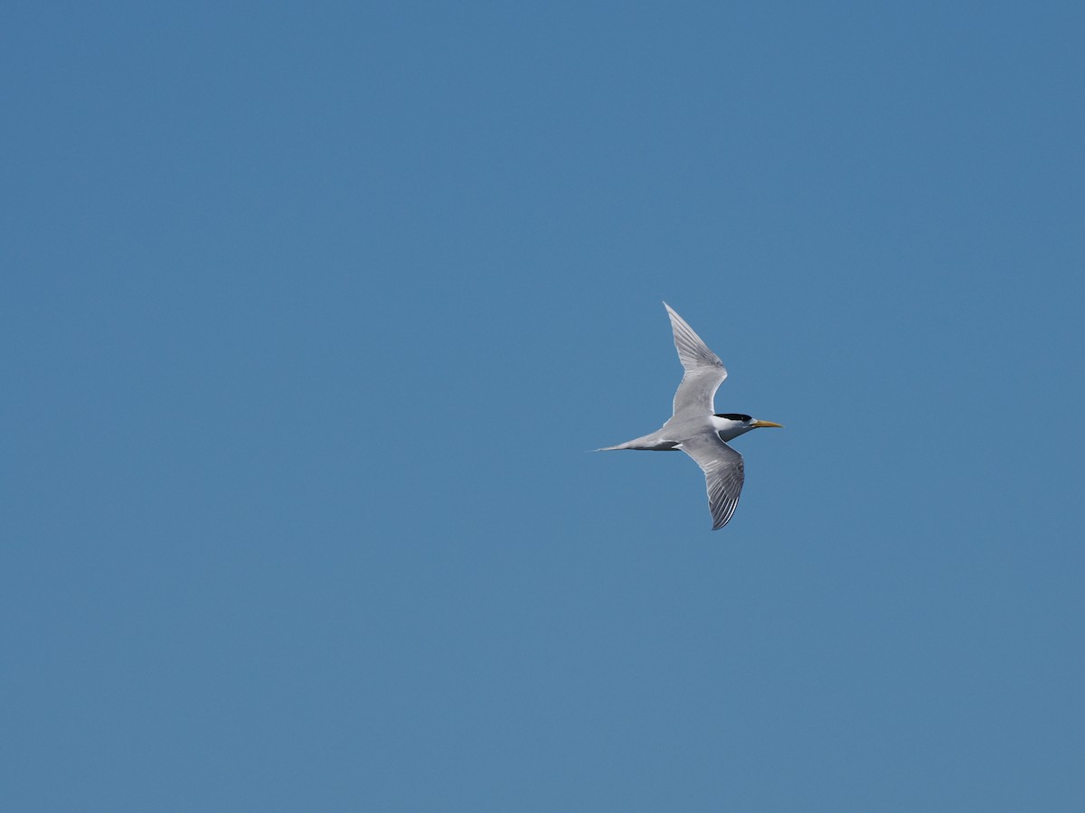 Great Crested Tern - ML609738614