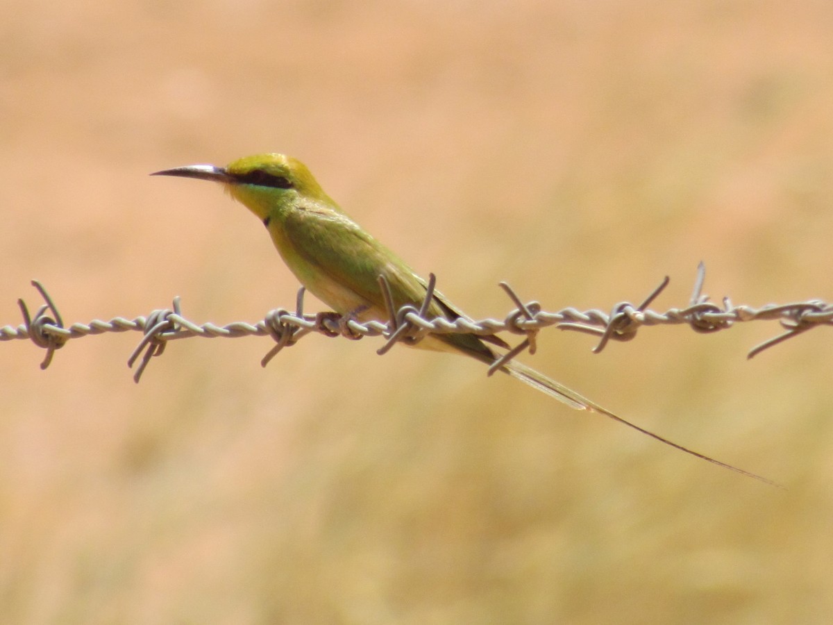African Green Bee-eater - Zlatan Celebic