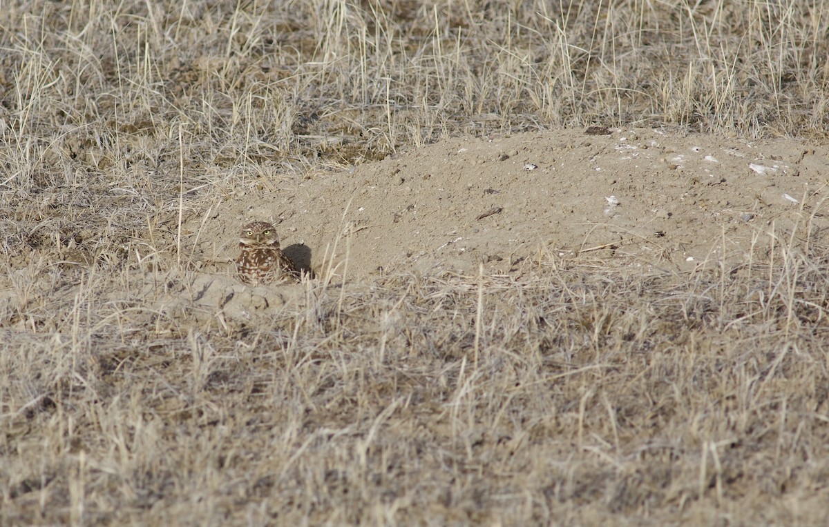 Burrowing Owl (Western) - ML609739060