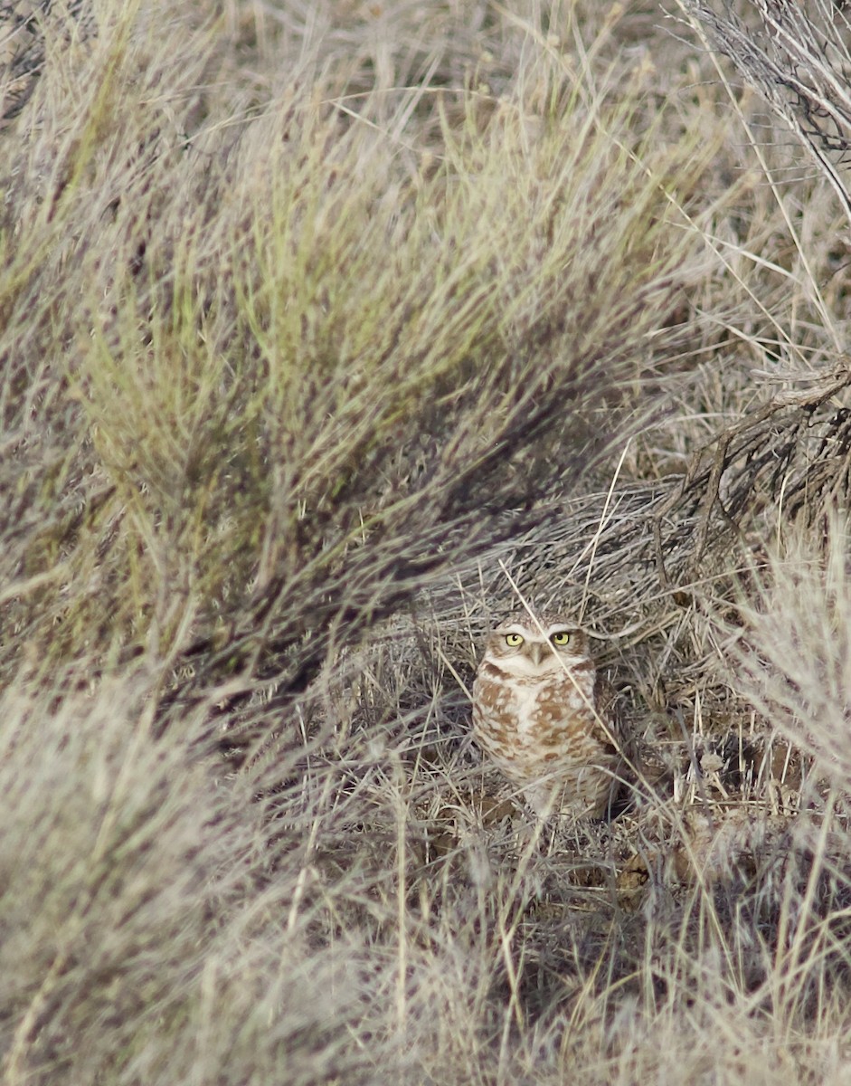 Burrowing Owl (Western) - ML609739062