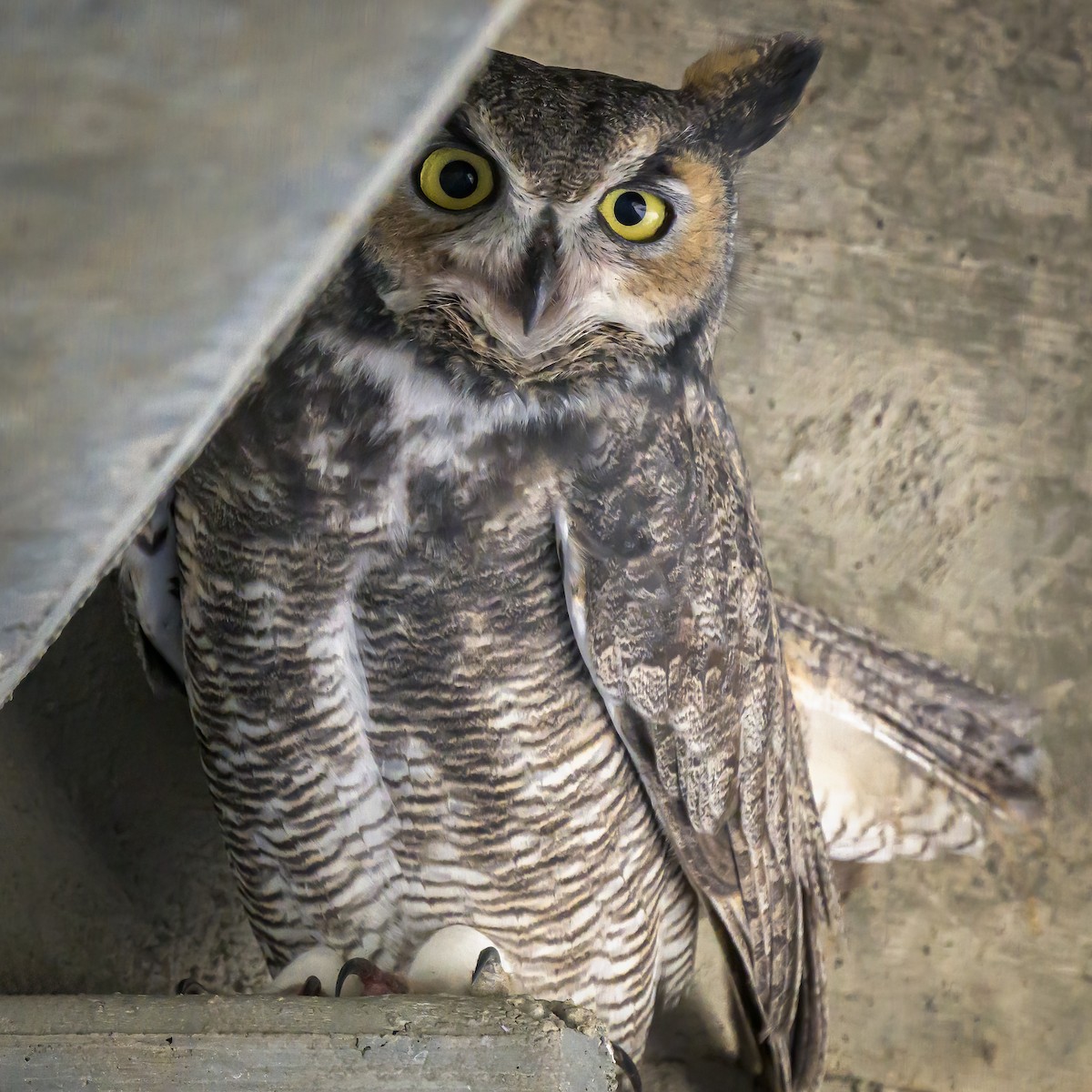 Great Horned Owl - ML609739237