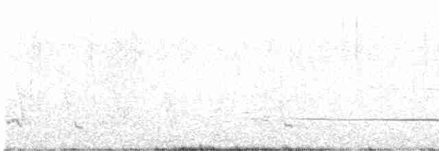 Широкохвістка фіджійська - ML609739307