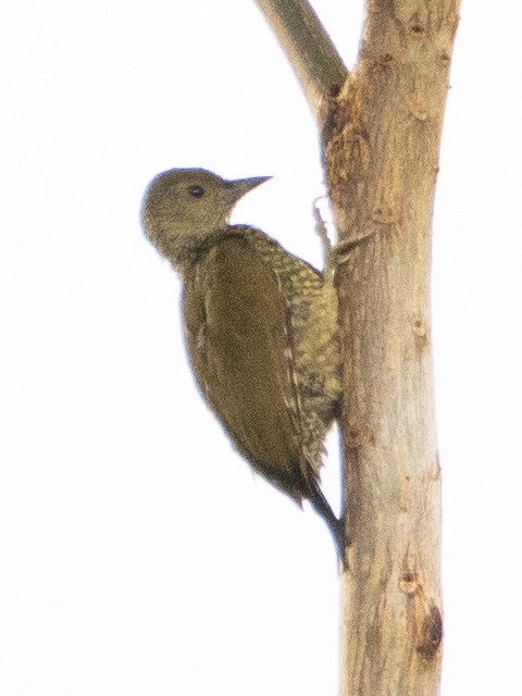 Buff-spotted Woodpecker - ML609739362