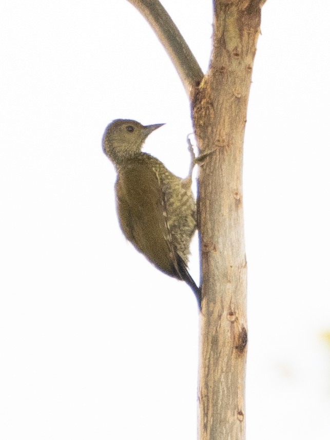 Buff-spotted Woodpecker - ML609739363