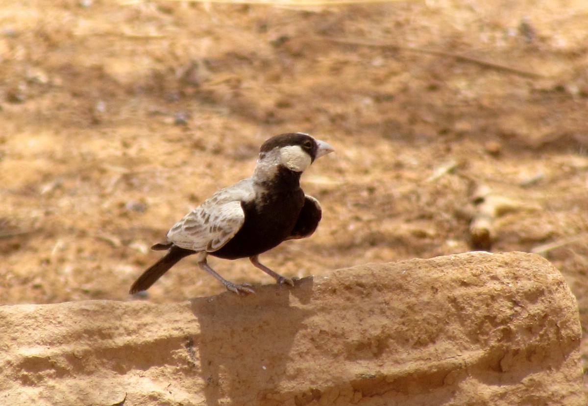 Black-crowned Sparrow-Lark - Zlatan Celebic
