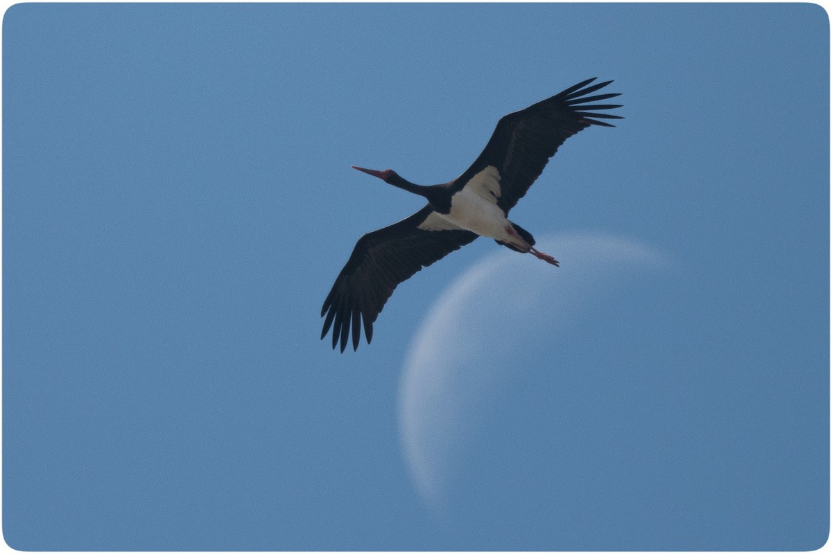 Black Stork - ML609739523