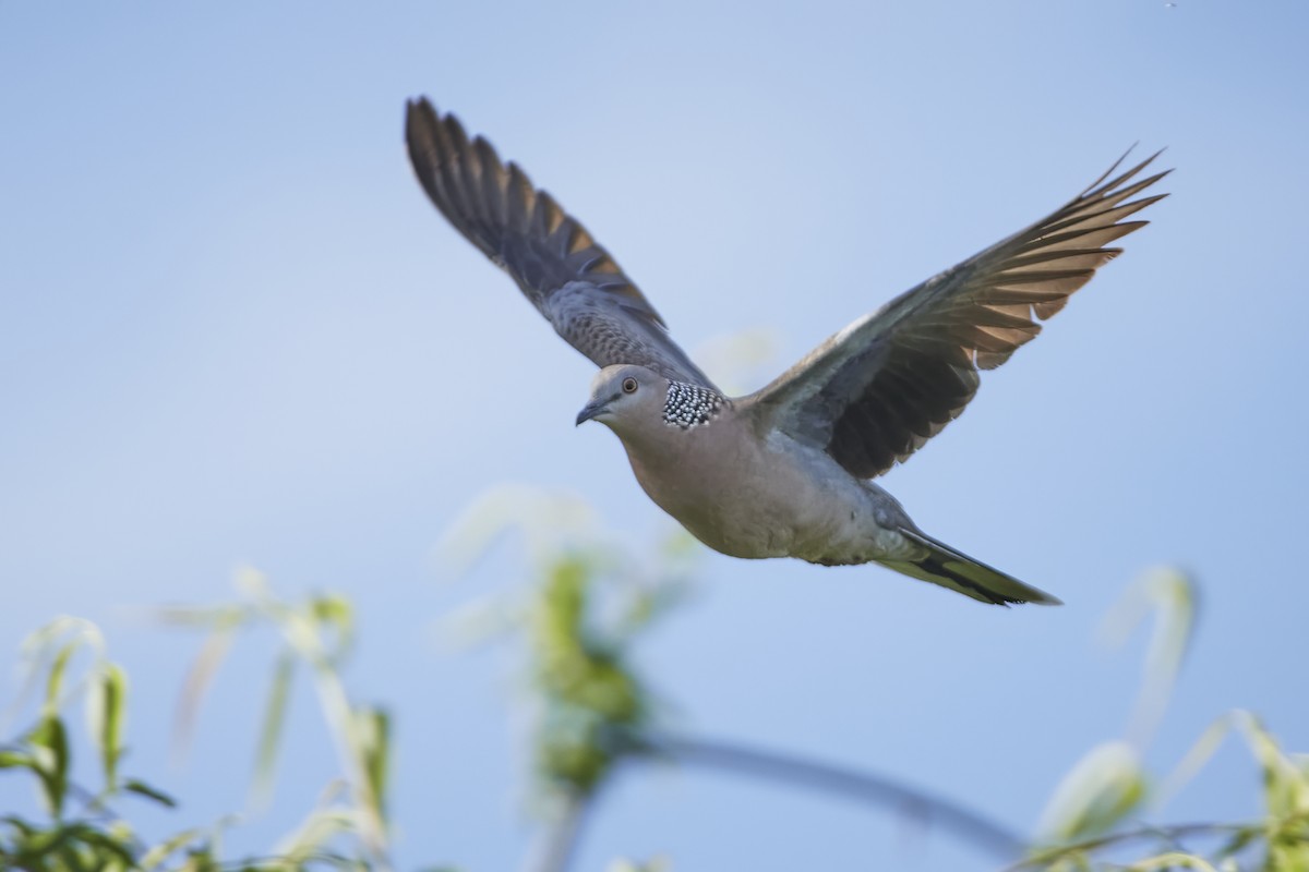 Spotted Dove - ML609740153