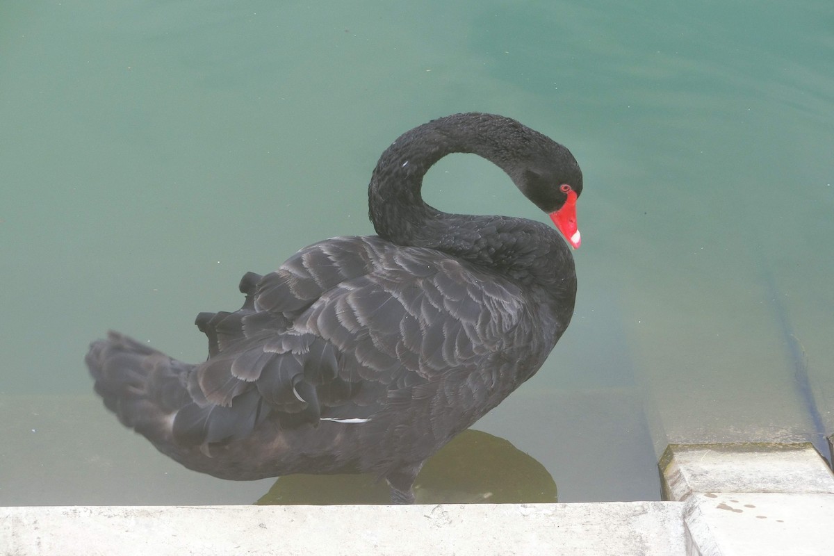Black Swan - ML609740229