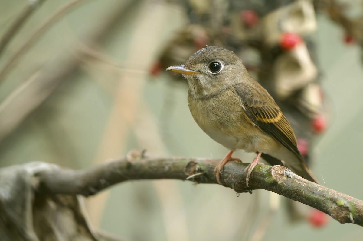 Brown-breasted Flycatcher - ML609740973