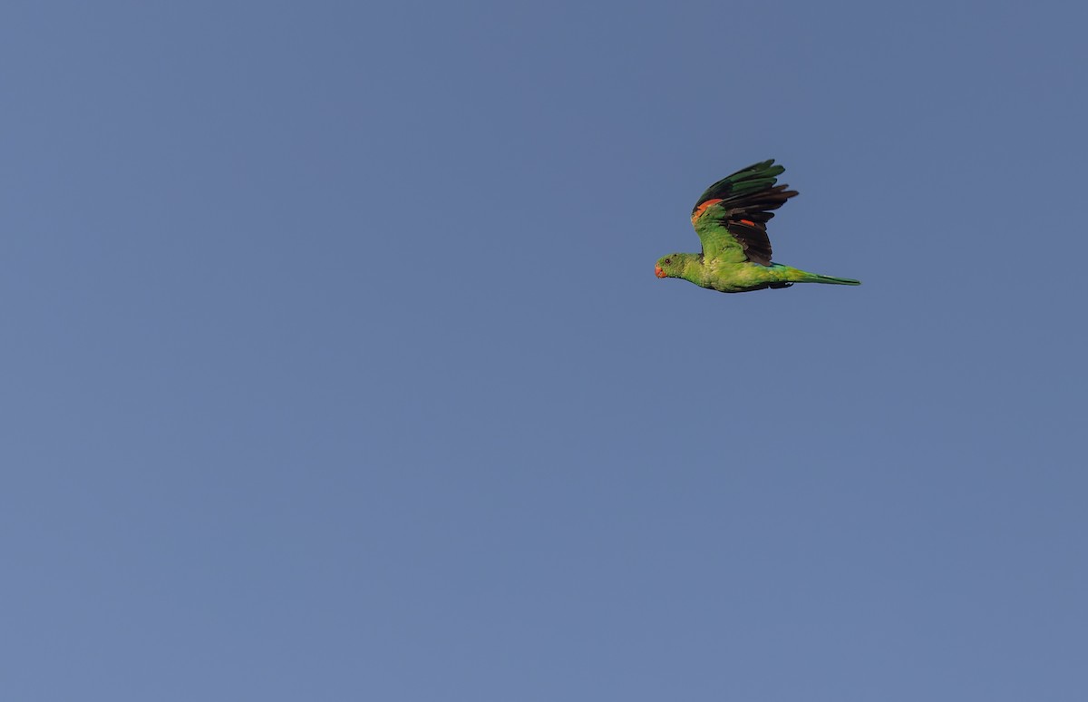 Red-winged Parrot - ML609740979