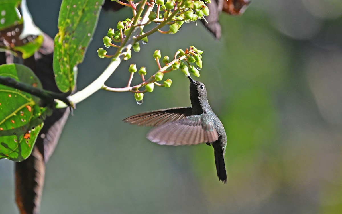 kolibřík světlerousý - ML609740990