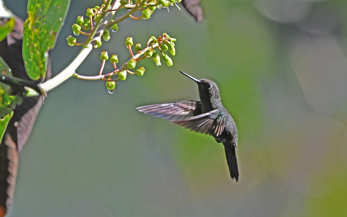 kolibřík světlerousý - ML609740991