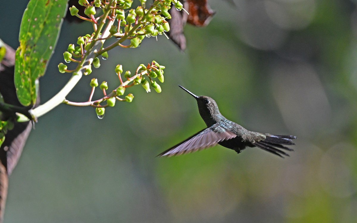 kolibřík světlerousý - ML609740994