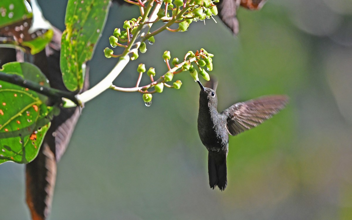 kolibřík světlerousý - ML609740995