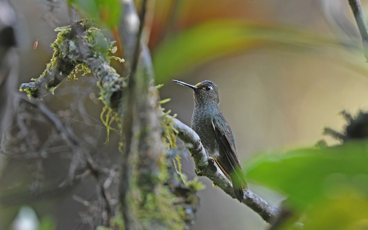 kolibřík světlerousý - ML609740996