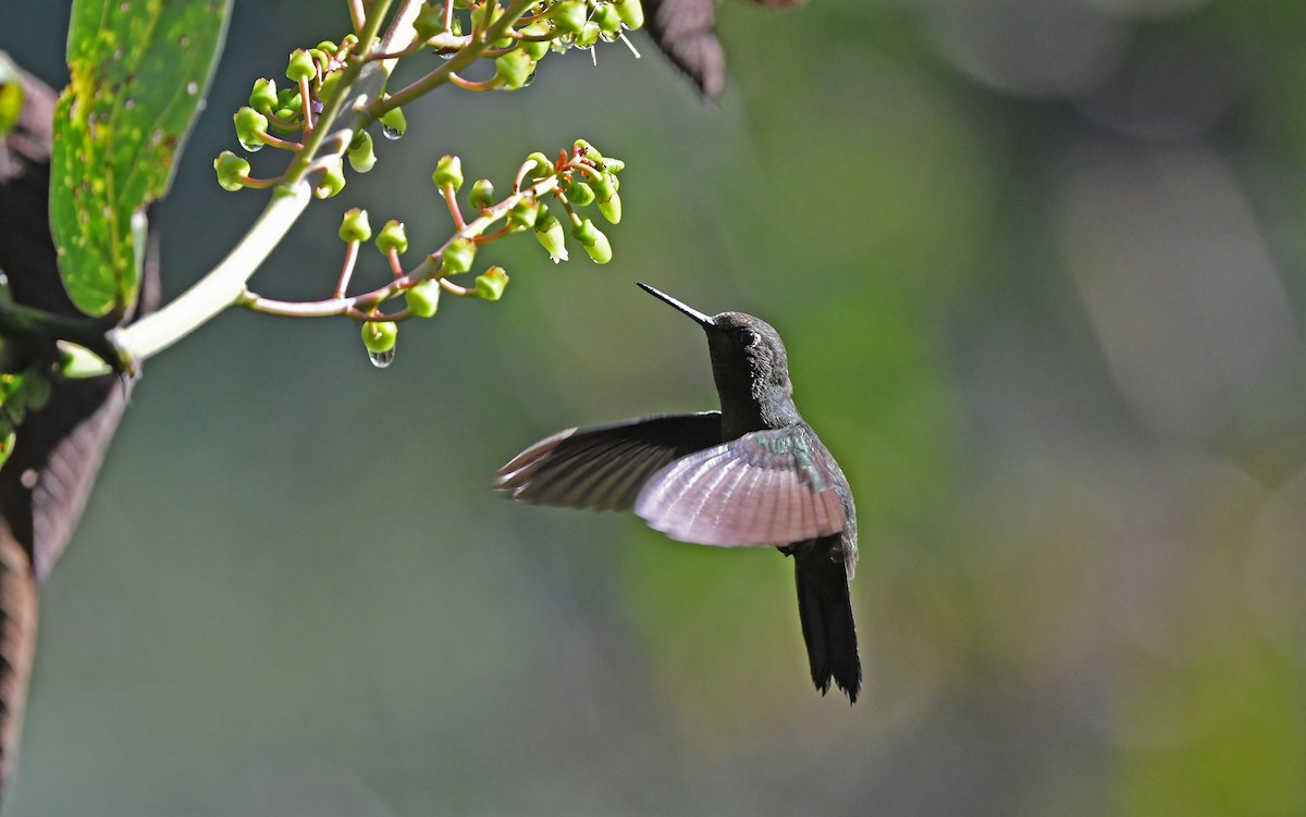 kolibřík světlerousý - ML609741000