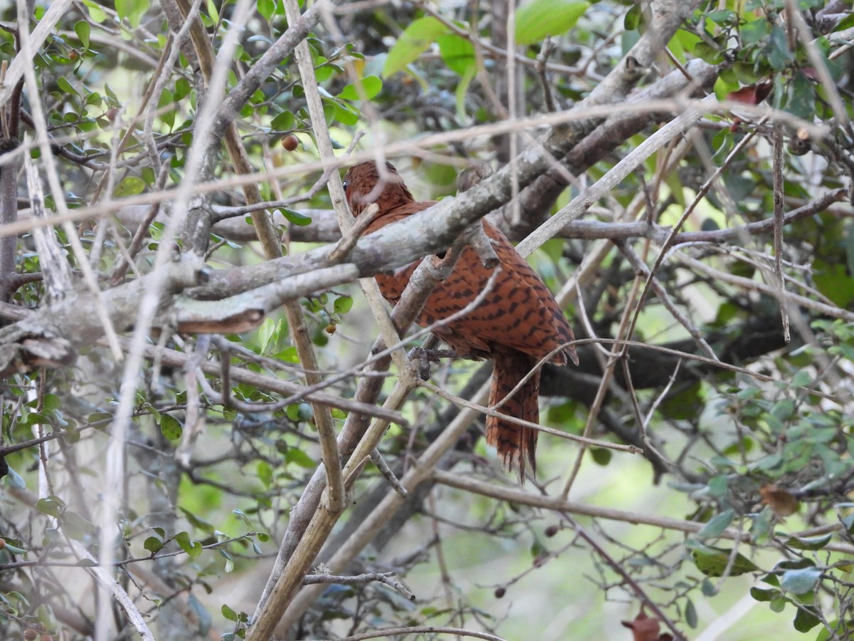 Rufous Woodpecker - ML609741152