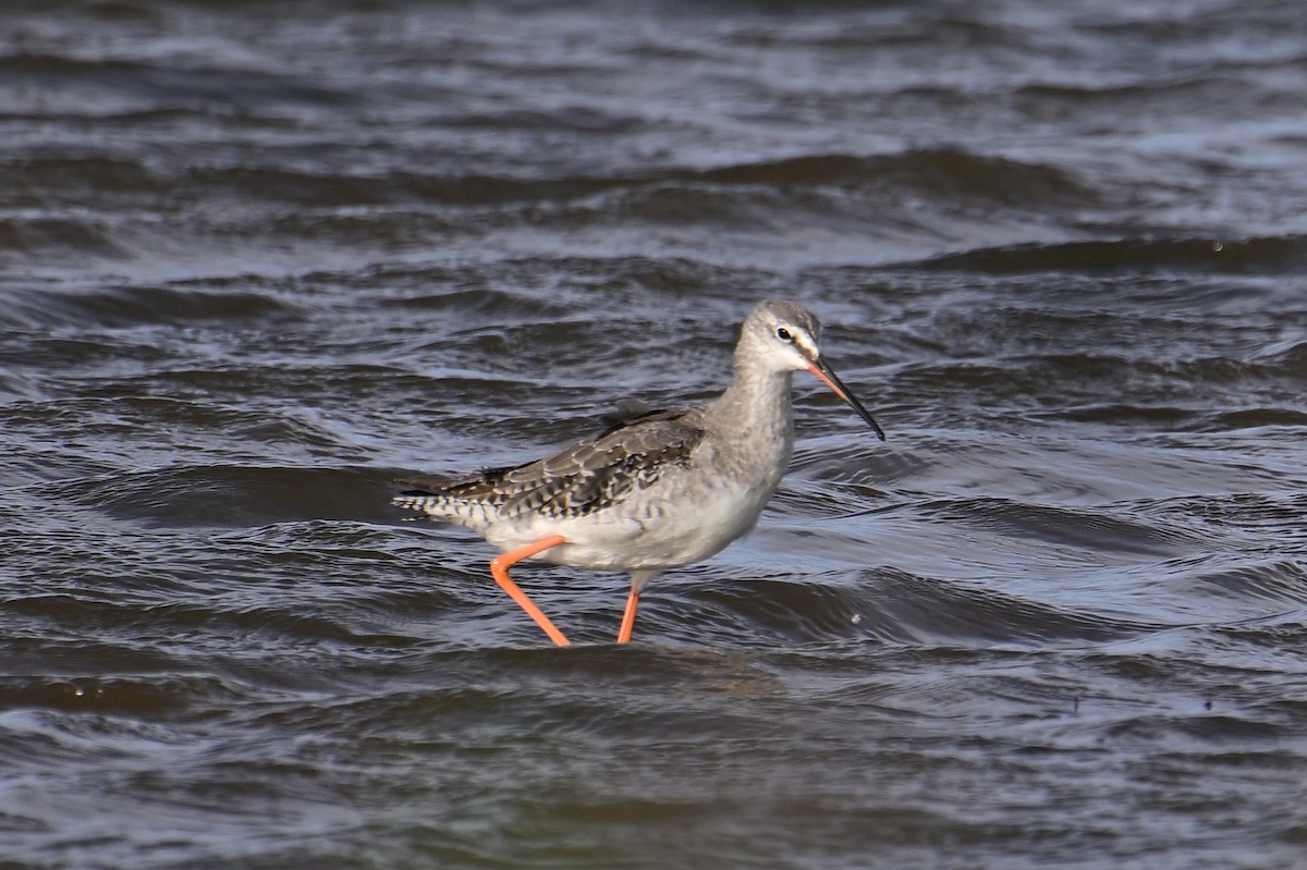 Spotted Redshank - ML609741189