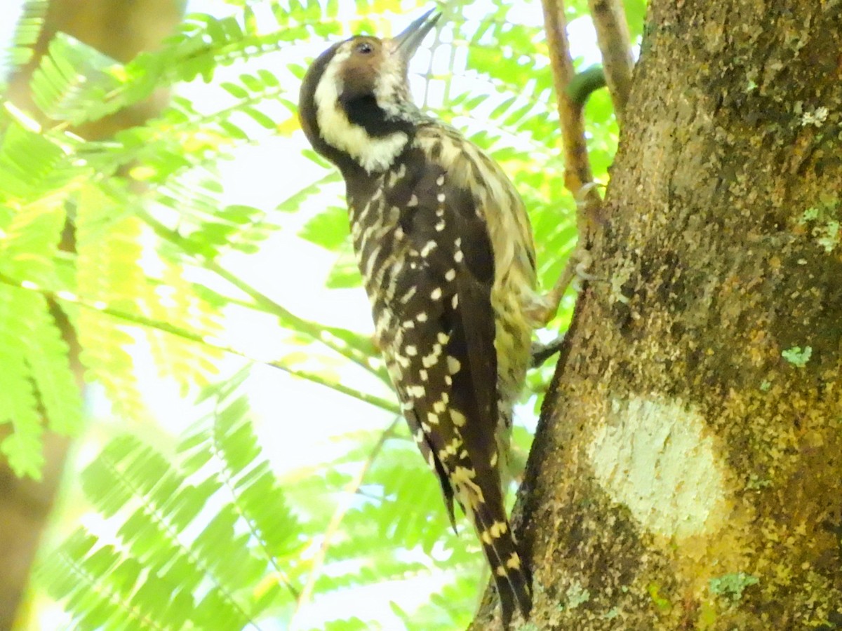 Philippine Pygmy Woodpecker - ML609741507