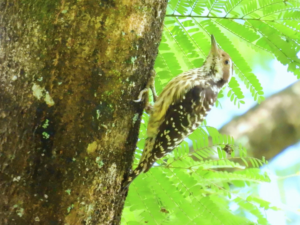 Philippine Pygmy Woodpecker - ML609741508