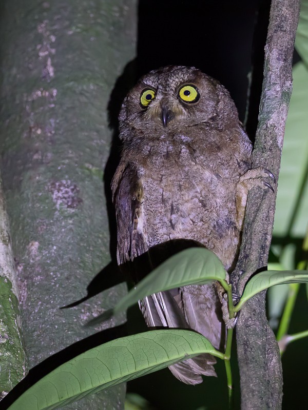 Principe Scops-Owl - Paul van Giersbergen