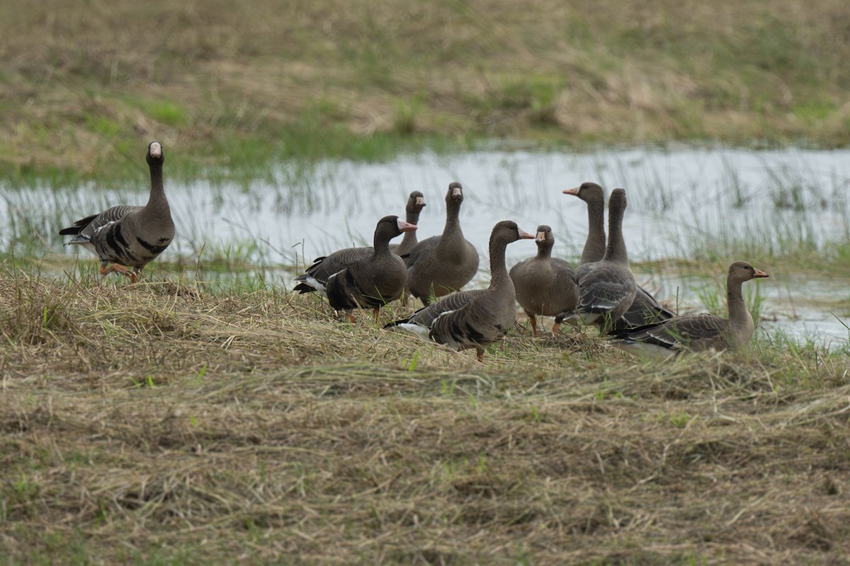 Greater White-fronted Goose - ML609742420