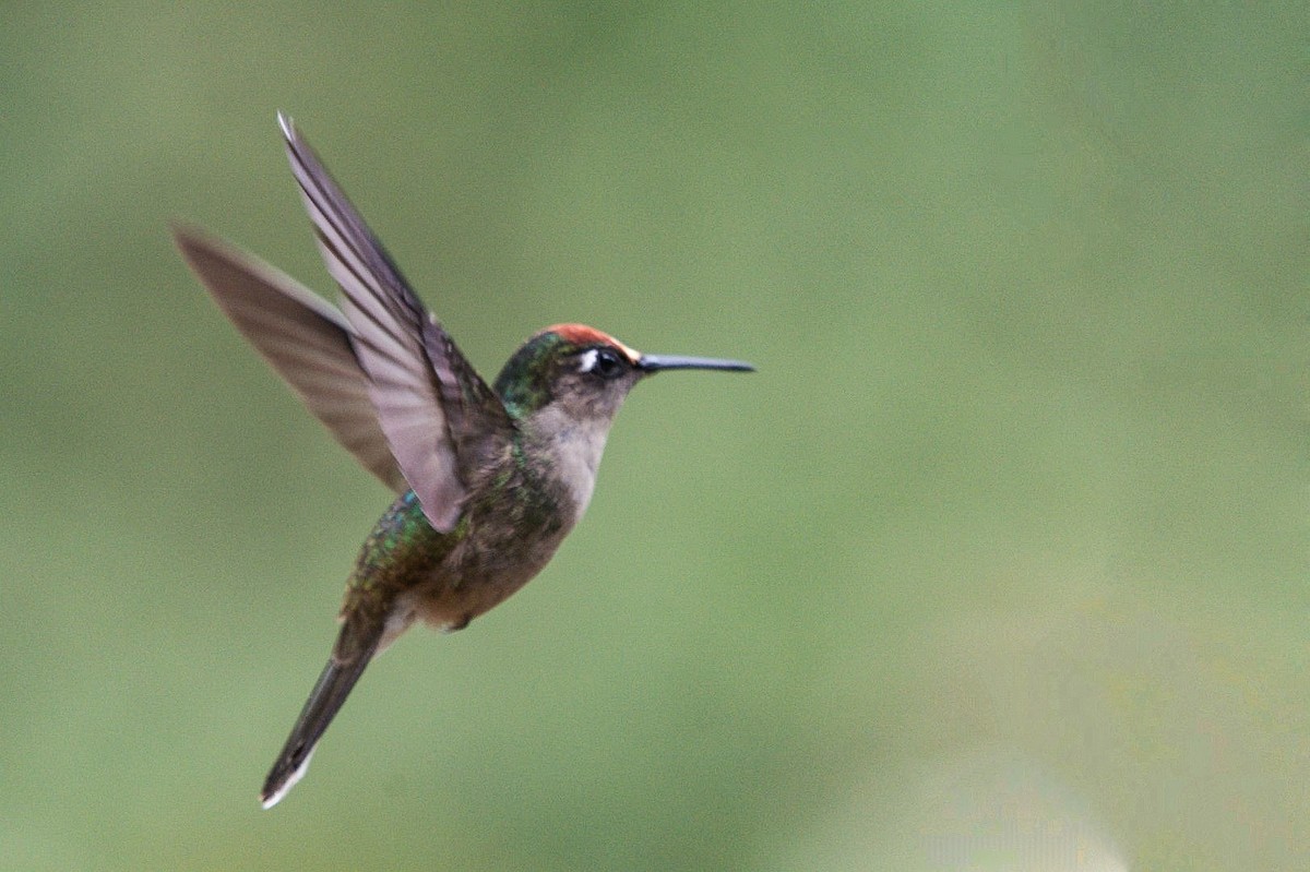 kolibřík čepičatý - ML609742579