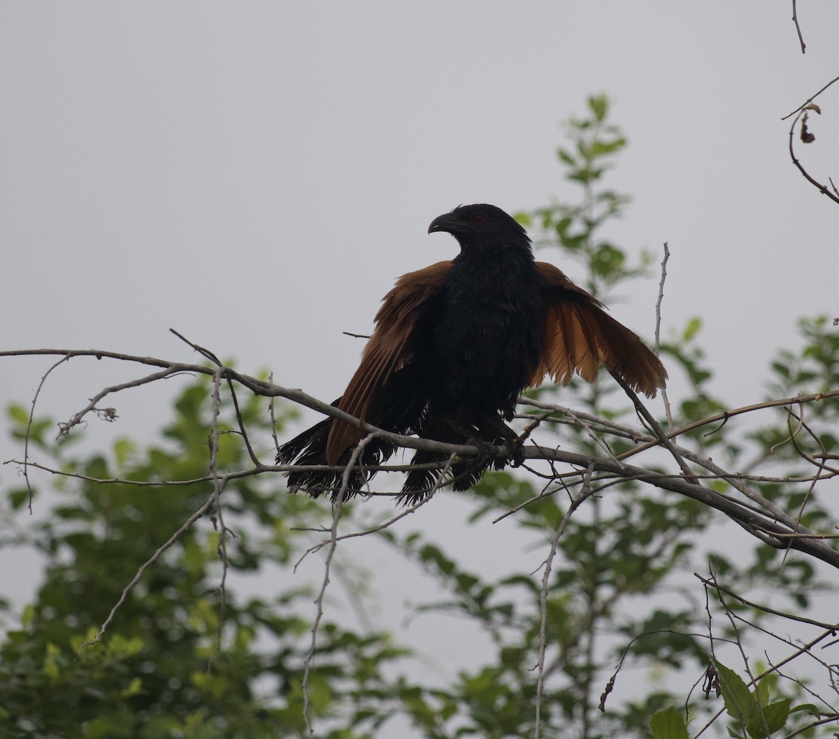 Greater Coucal - ML609742853