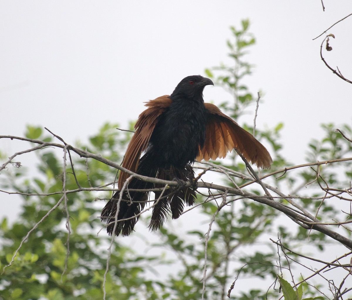 Greater Coucal - ML609742854