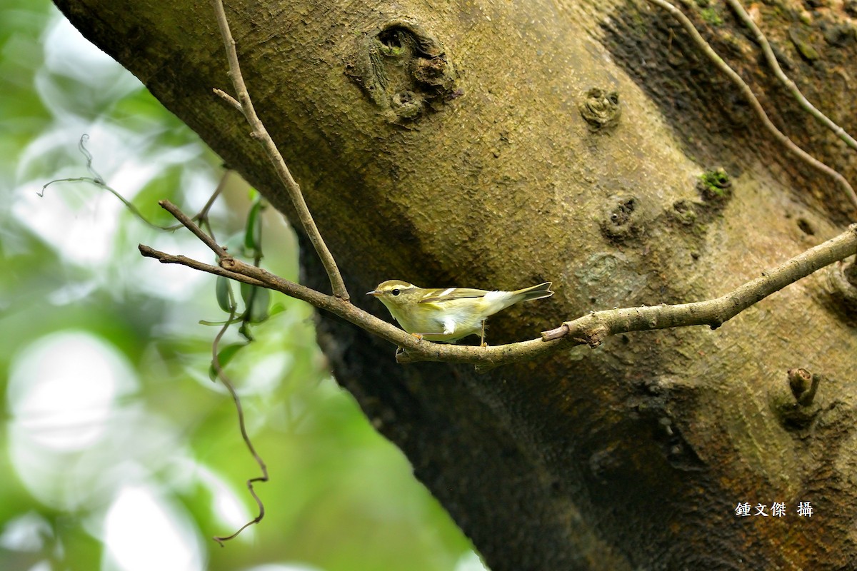 Yellow-browed Warbler - ML609742950