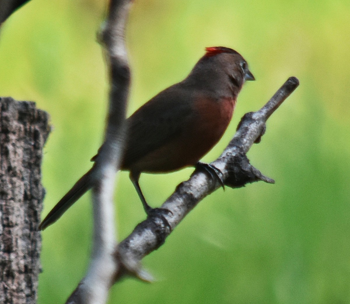 Red-crested Finch - ML609743177