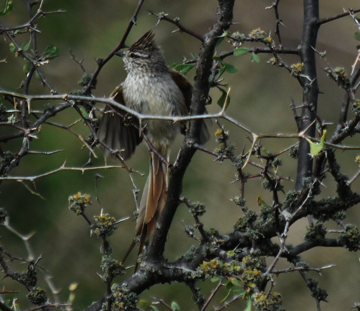 Tufted Tit-Spinetail - ML609743286