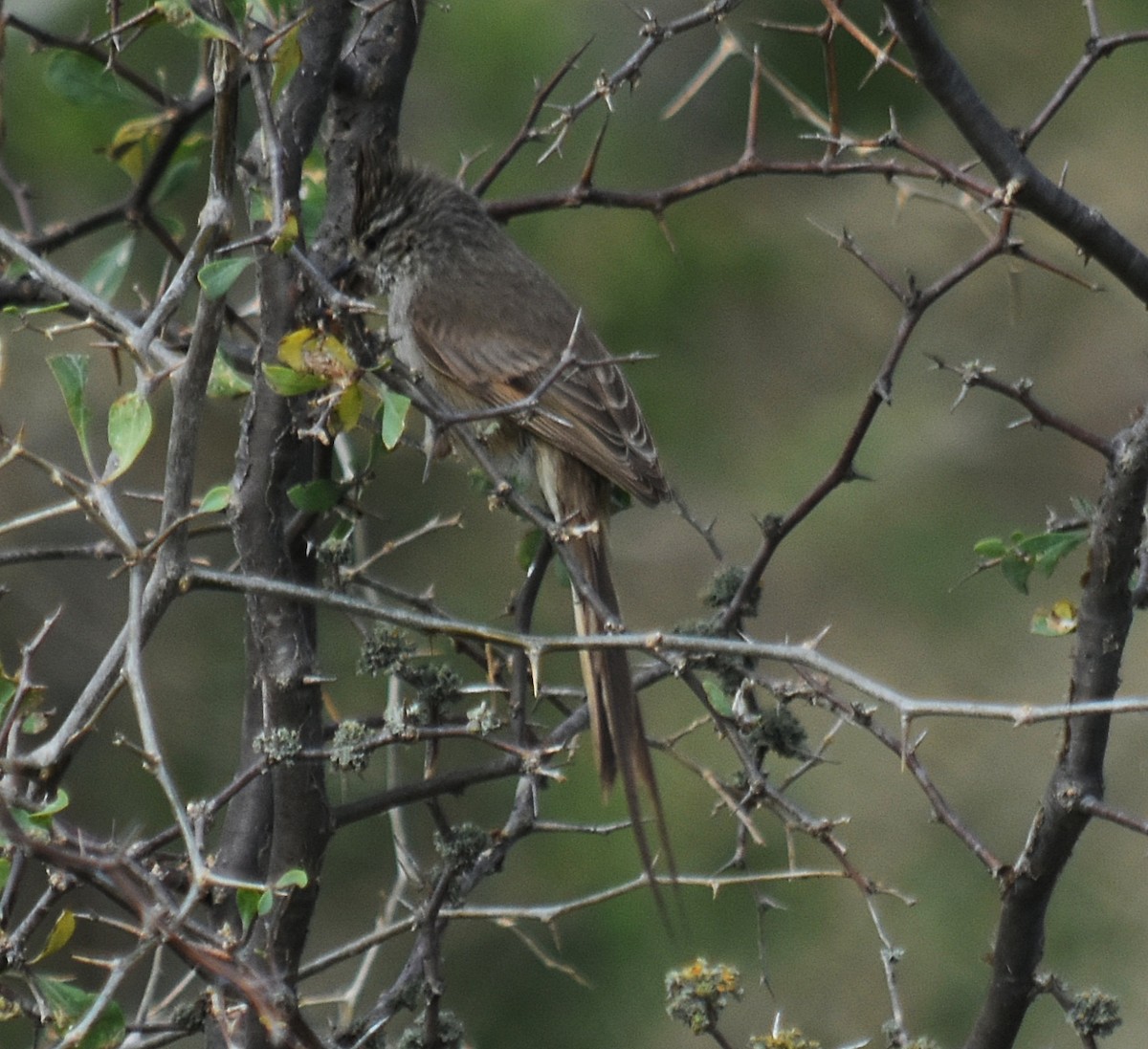 Tufted Tit-Spinetail - ML609743287