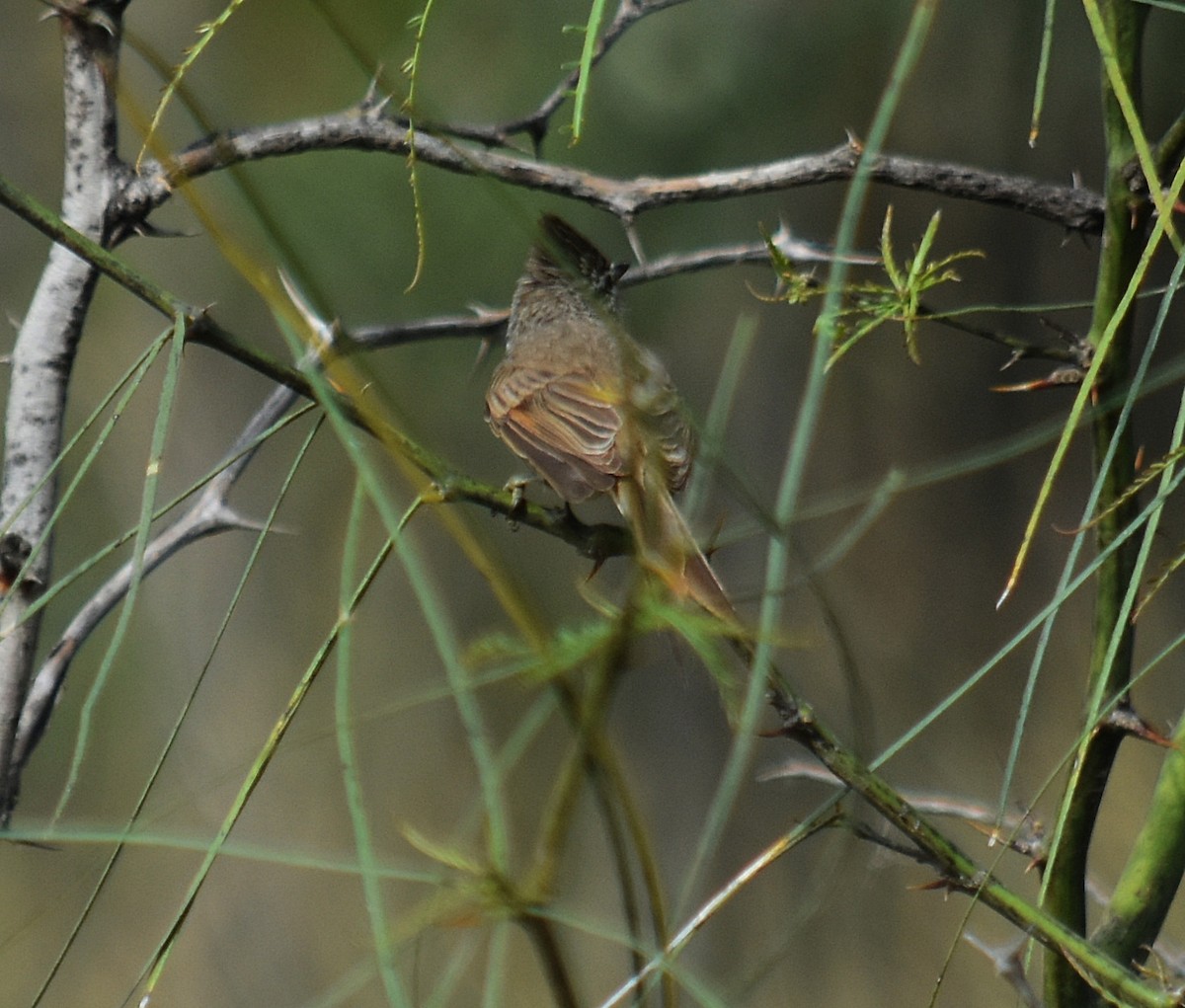 Tufted Tit-Spinetail - andres ebel