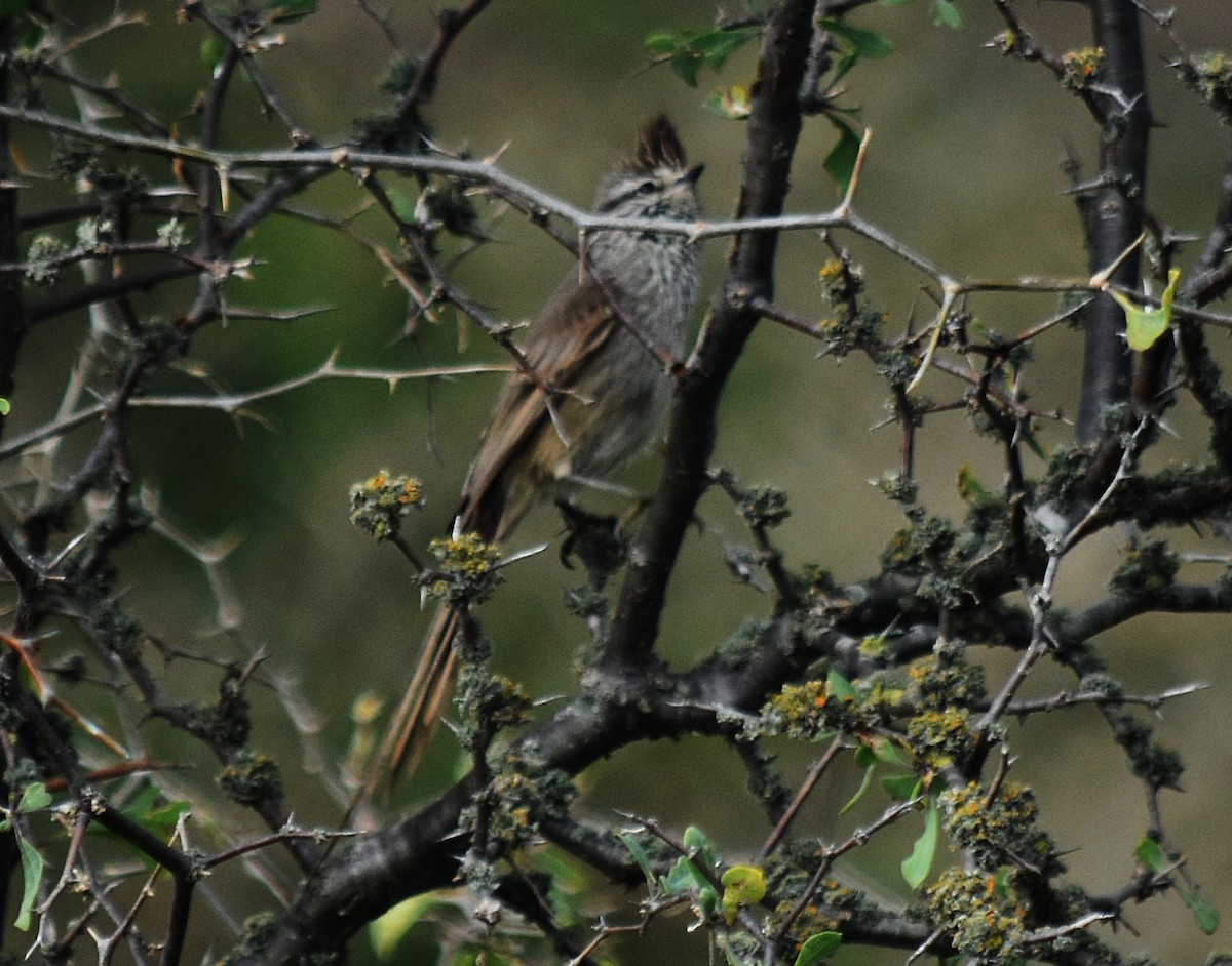 Tufted Tit-Spinetail - ML609743289