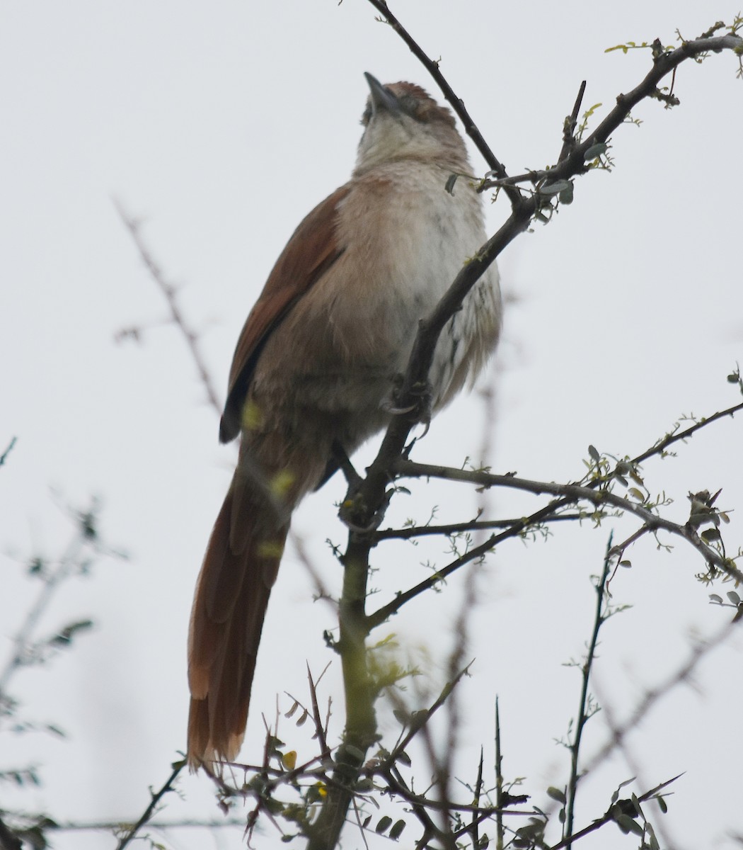 Greater Thornbird - andres ebel