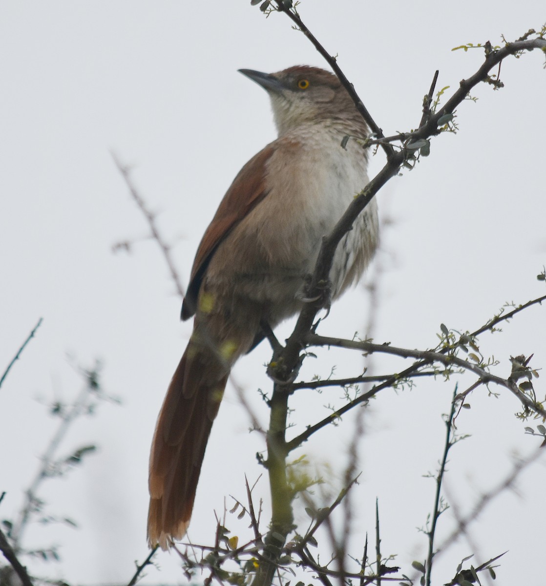 Greater Thornbird - andres ebel