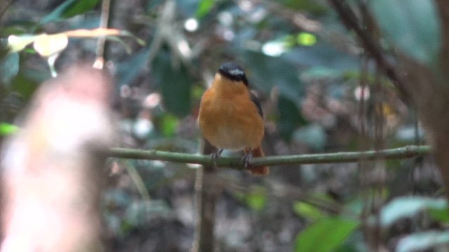 Gray-winged Robin-Chat (Gray-winged) - ML609744174