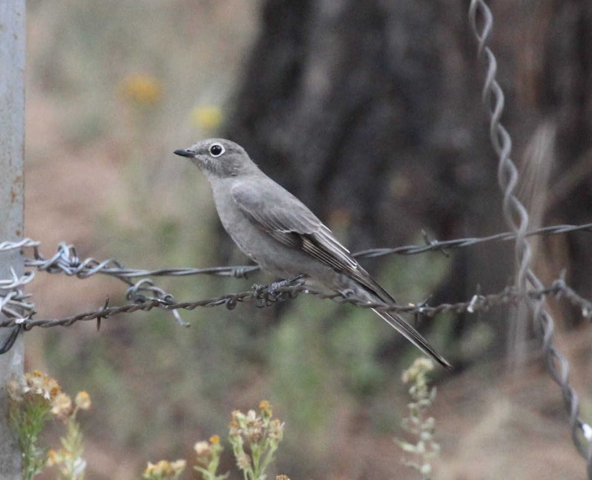 Townsend's Solitaire - ML609744555
