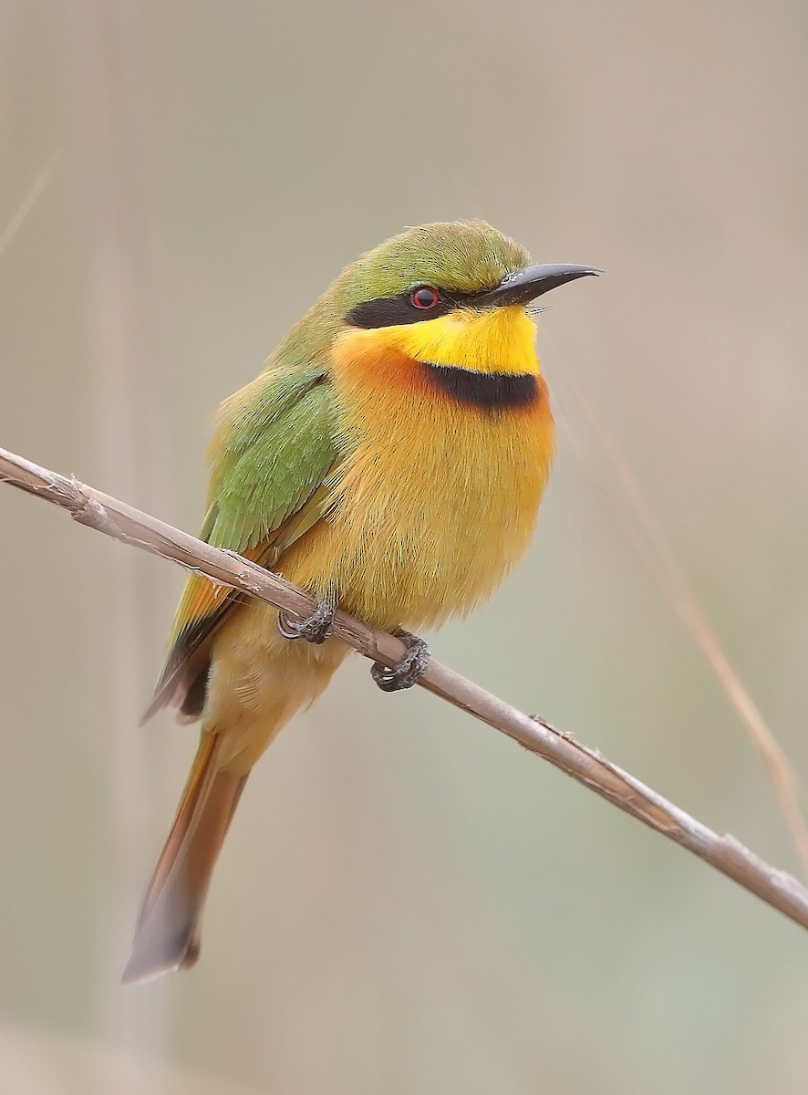 Little Bee-eater - ML609744589