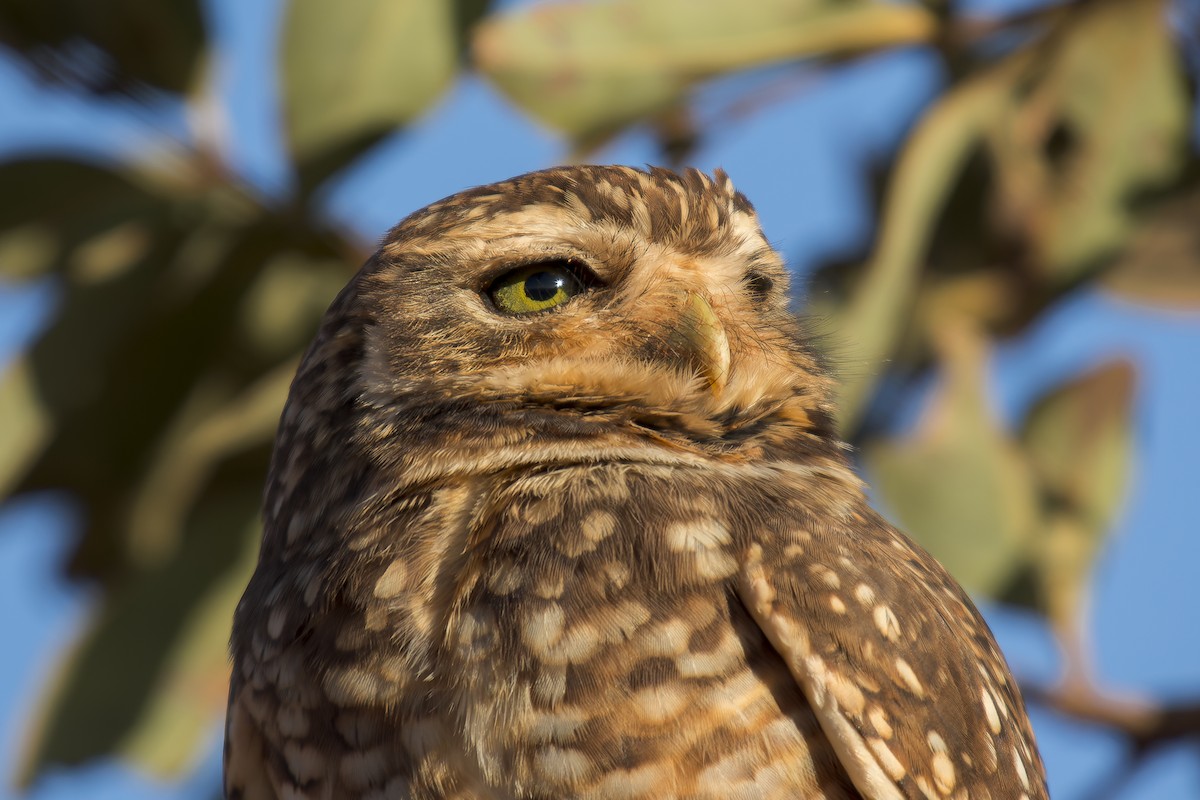 Burrowing Owl - ML609744622