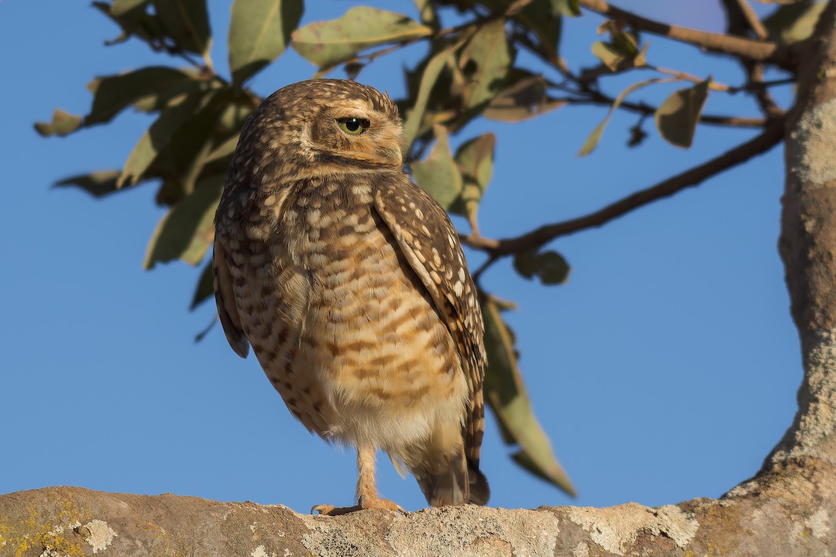 Burrowing Owl - ML609744623